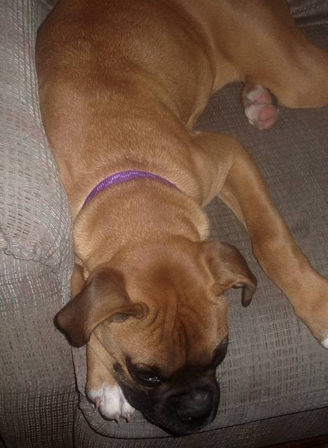 Roxanne