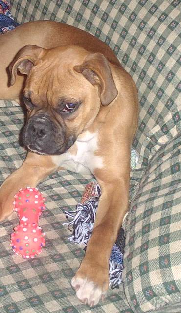 Roxanne