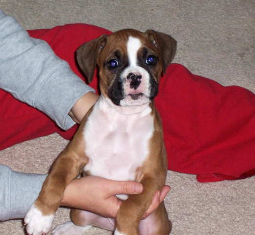 Roxi a 7 wks