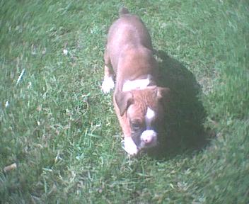 Roxi Boxi