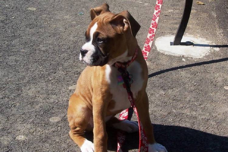 Roxi