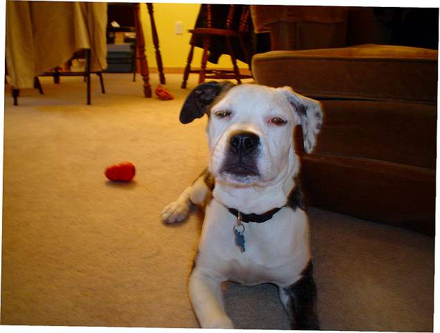 Roxi