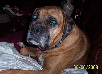 Roxi_June_2008
