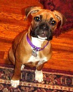 Roxie- 5 months