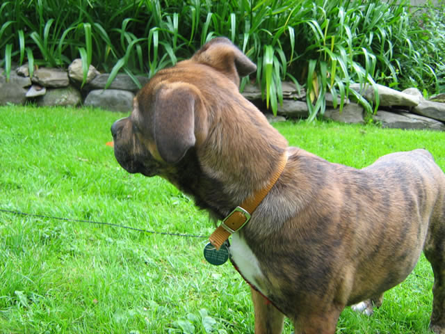 Roxie again