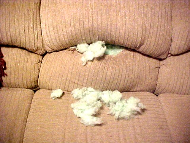 Roxie also ate the couch