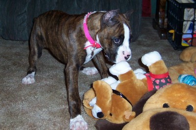 Roxie and her Valentine Bulldog