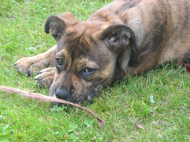 Roxie at 12 weeks