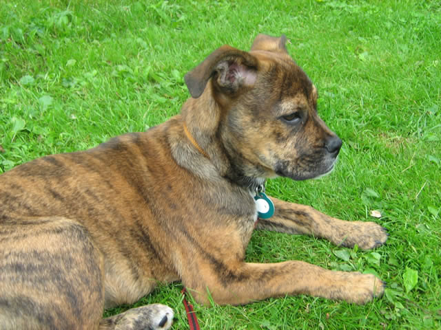 Roxie at 12 weeks