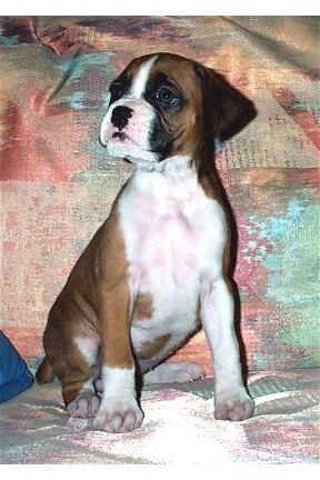 Roxie at 5 weeks old