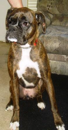 Roxie at Home