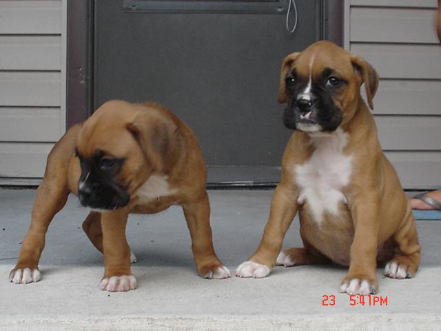 Roxie comes home