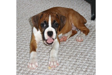 Roxie eating a treat!
