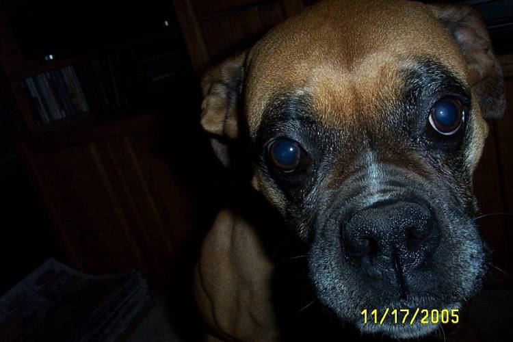 Roxie Girl