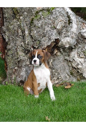 Roxie in back yard