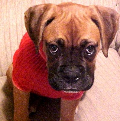Roxie in sweater