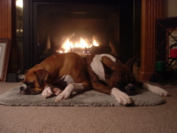 Roxie & Loki Christmas 2006