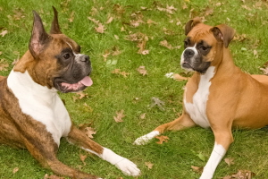 Roxie & Loki relaxing