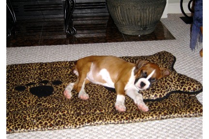 Roxie on her Blankie