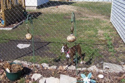 Roxie protecting her turf