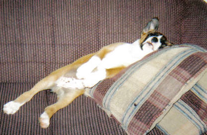 Roxie Snoozing at Grandma's