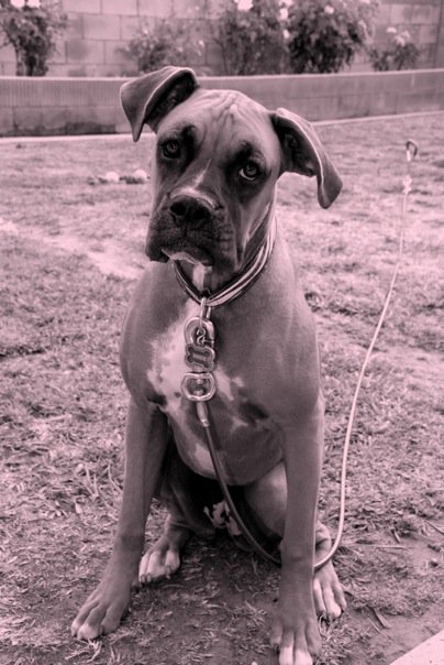 Roxie taking posing for the camera