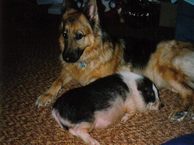 ROXIE & VIENNA