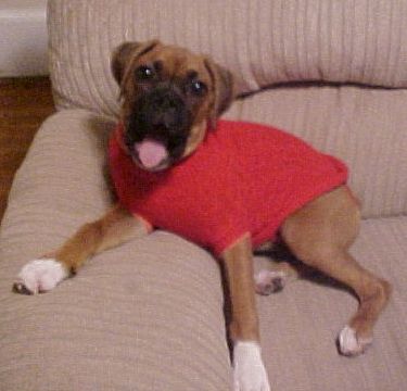 Roxie yawning
