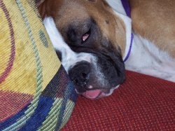 Roxie