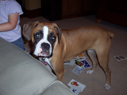 Roxie