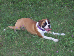 Roxie