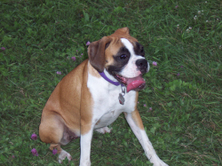 Roxie