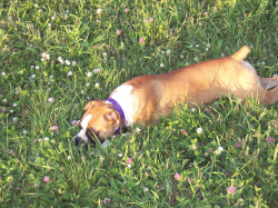 Roxie