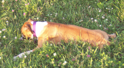 Roxie
