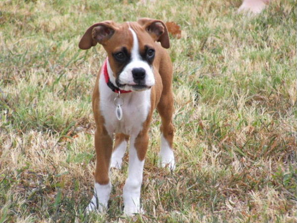 Roxie