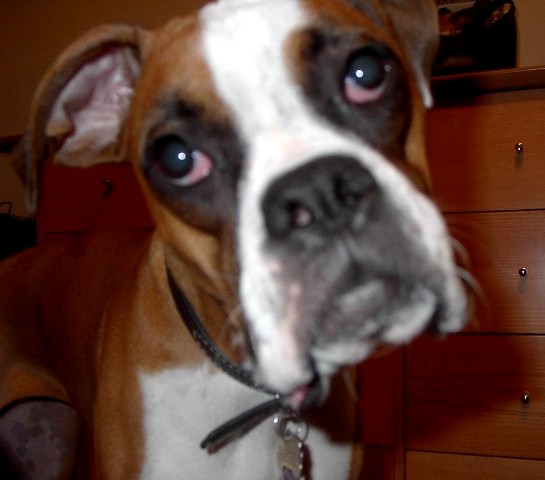 roxie_in_your_face_11-03