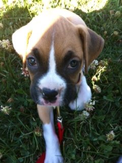 Roxie_Up_close