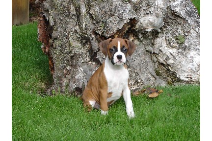 Roxie's 1st Back Yard Experience