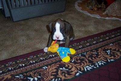 Roxie's 1st day home