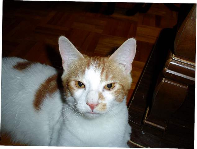 Roxi's brother, Mango