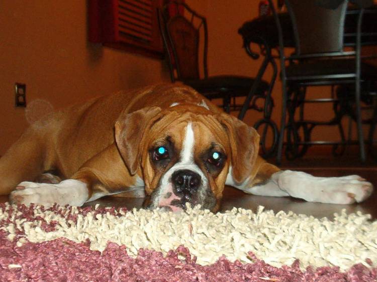 Roxxie Resting