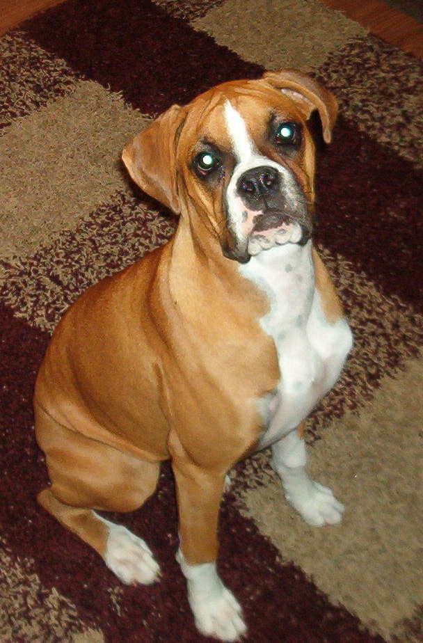 Roxxie