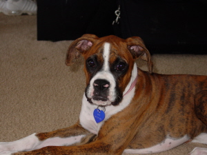 Roxy 15 weeks