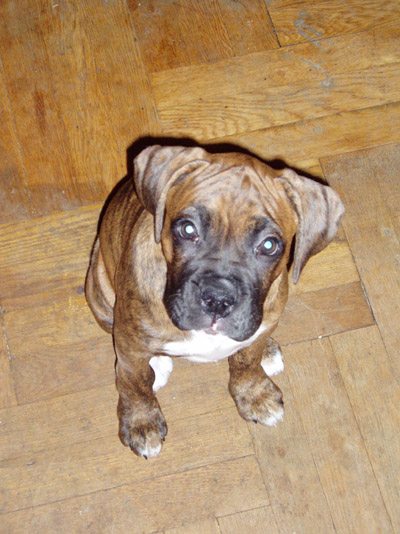 Roxy 3 months old