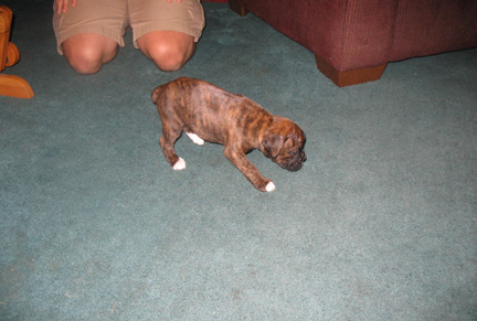 Roxy 4wks