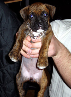 Roxy 6 1/2 weeks