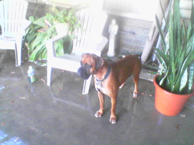 roxy and blue