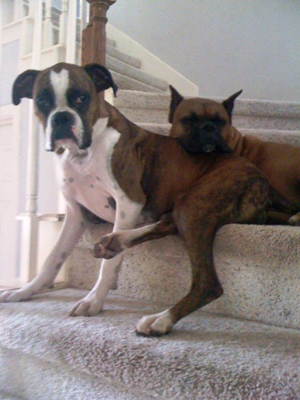 Roxy and Bruzer on stairs.