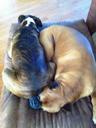 Roxy and Bruzer sleeping.