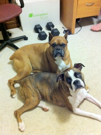 Roxy and Bruzer